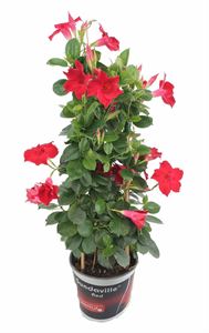 Afbeelding van KP19 Sundaville Tower Rood